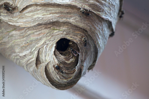Bald-faced hornets buzzing around the entrance of their nest.