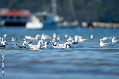 tasmanian coastal landscape and bird life  photo