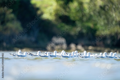 tasmanian coastal landscape and bird life  photo