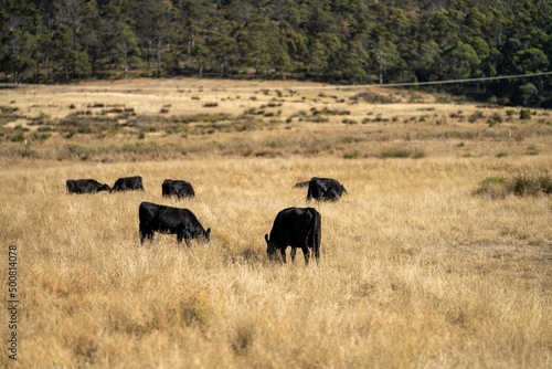 Stud beef cows and bulls grazing on green grass in Australia, breeds include speckle park, murray grey, angus and brangus.  © William