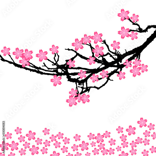 sakura cherry blossom branch 