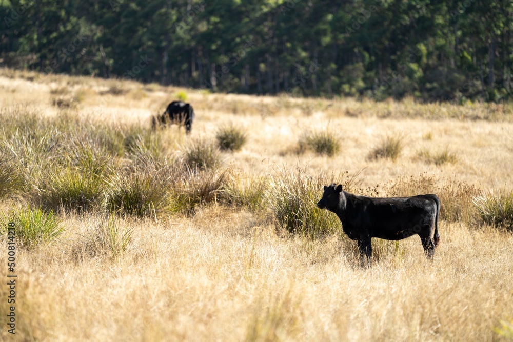 Fototapeta premium Close up of Stud speckle park Beef bulls, cows and calves grazing on grass in a field, in Australia. breeds of cattle include speckle park, murray grey, angus, brangus and wagyu on long pastures 