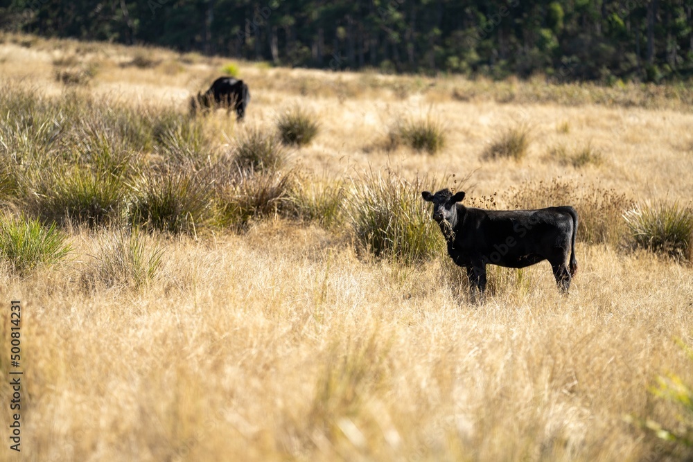 Close up of beef cows and calves grazing on grass in Australia, on a farming ranch. Cattle eating hay and silage. breeds include speckle park, Murray grey, angus, Brangus, hereford, wagyu, dairy cows.