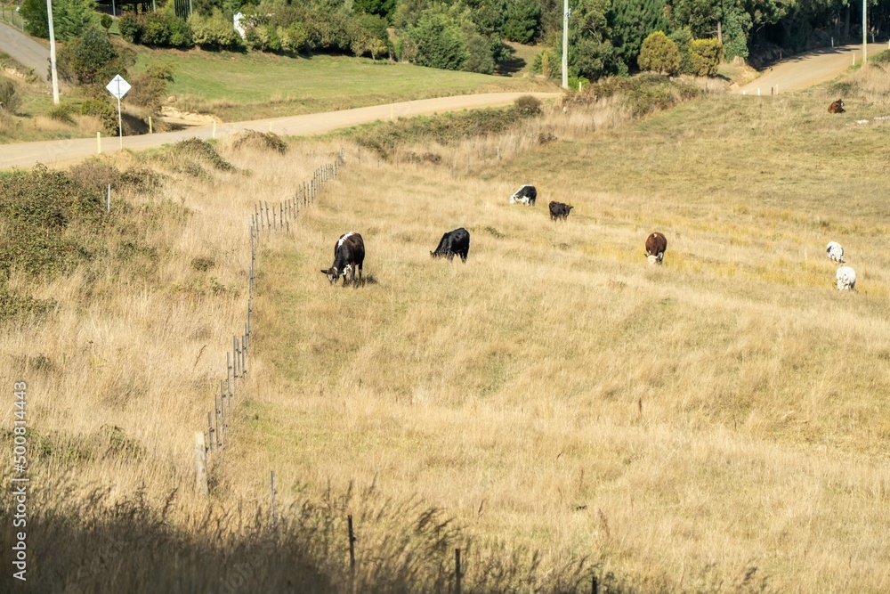 Close up of beef cows and calves grazing on grass in Australia, on a farming ranch. Cattle eating hay and silage. breeds include speckle park, Murray grey, angus, Brangus, hereford, wagyu, dairy cows. Close up of beef cows and calves grazing on grass in Australia, on a farming ranch. Cattle eating hay and silage. breeds include speckle park, Murray grey, angus, Brangus, hereford, wagyu, dairy cows.