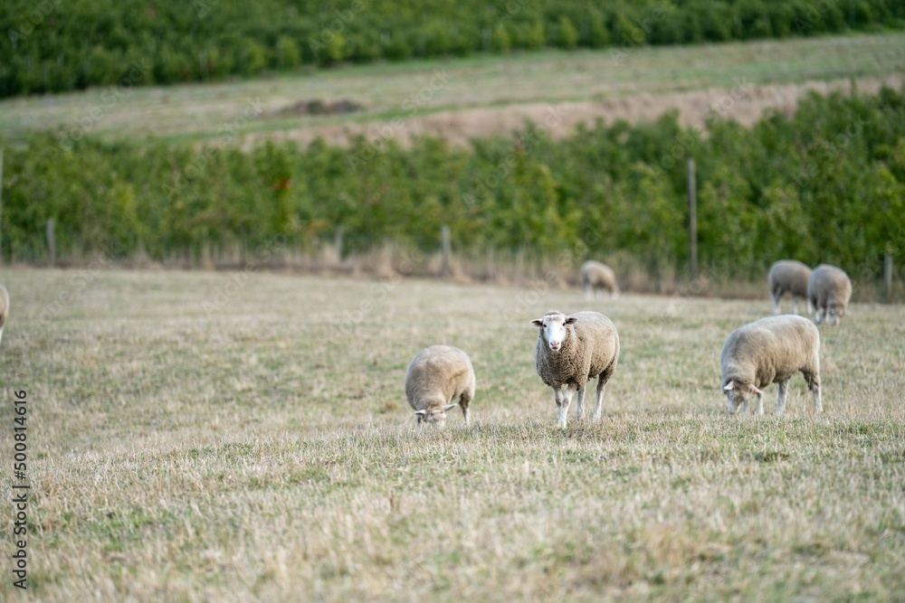 Merino sheep, grazing and eating grass in New zealand and Australia Merino sheep, grazing and eating grass in New zealand and Australia