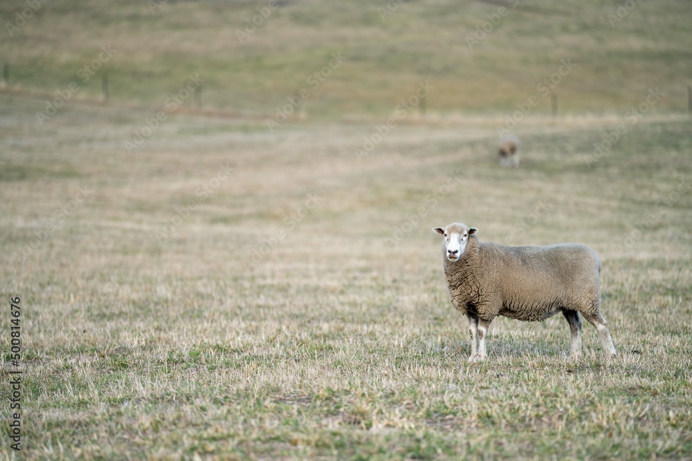 Merino sheep, grazing and eating grass in New zealand and Australia Merino sheep, grazing and eating grass in New zealand and Australia