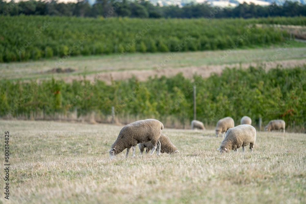 Merino sheep, grazing and eating grass in New zealand and Australia Merino sheep, grazing and eating grass in New zealand and Australia