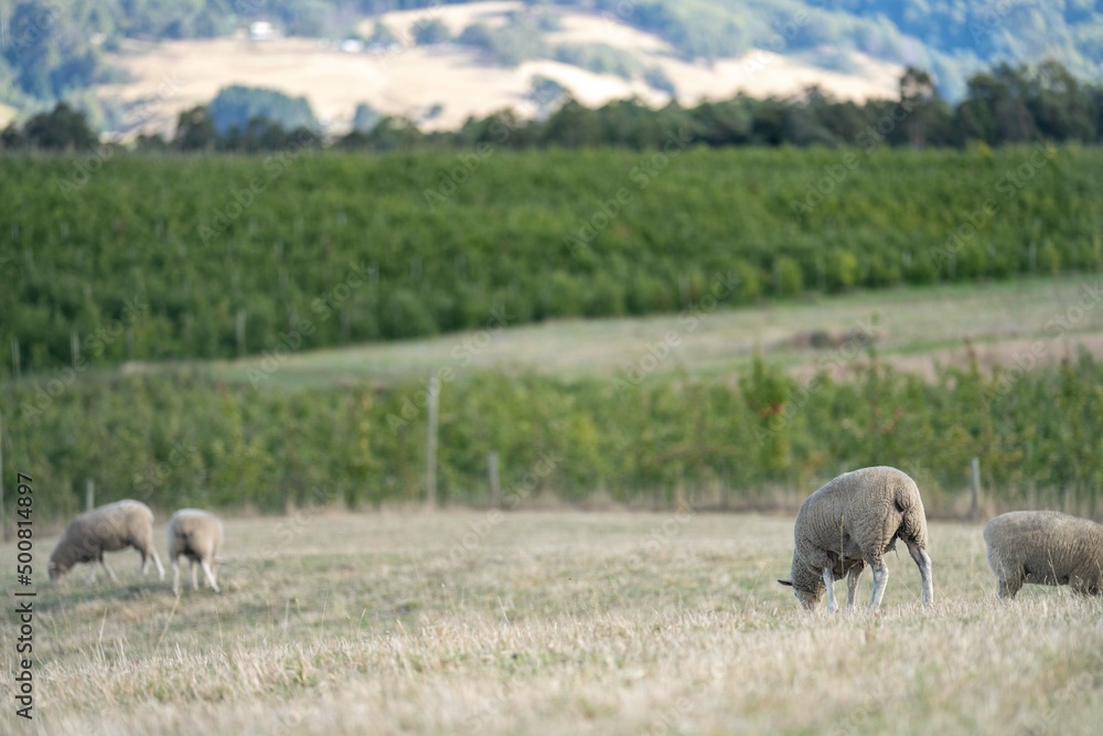 Merino sheep, grazing and eating grass in New zealand and Australia Merino sheep, grazing and eating grass in New zealand and Australia
