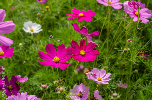 Fototapeta Naklejka Na Ścianę i Meble -  Pink cosmos flowers in the garden.