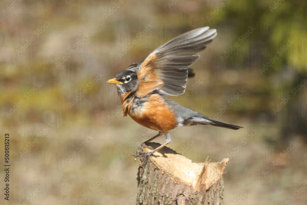 Robins in spring on lawn growing grass, and some are pulling up worms and eating them
Robins in spring on lawn growing grass, and some are pulling up worms and eating them