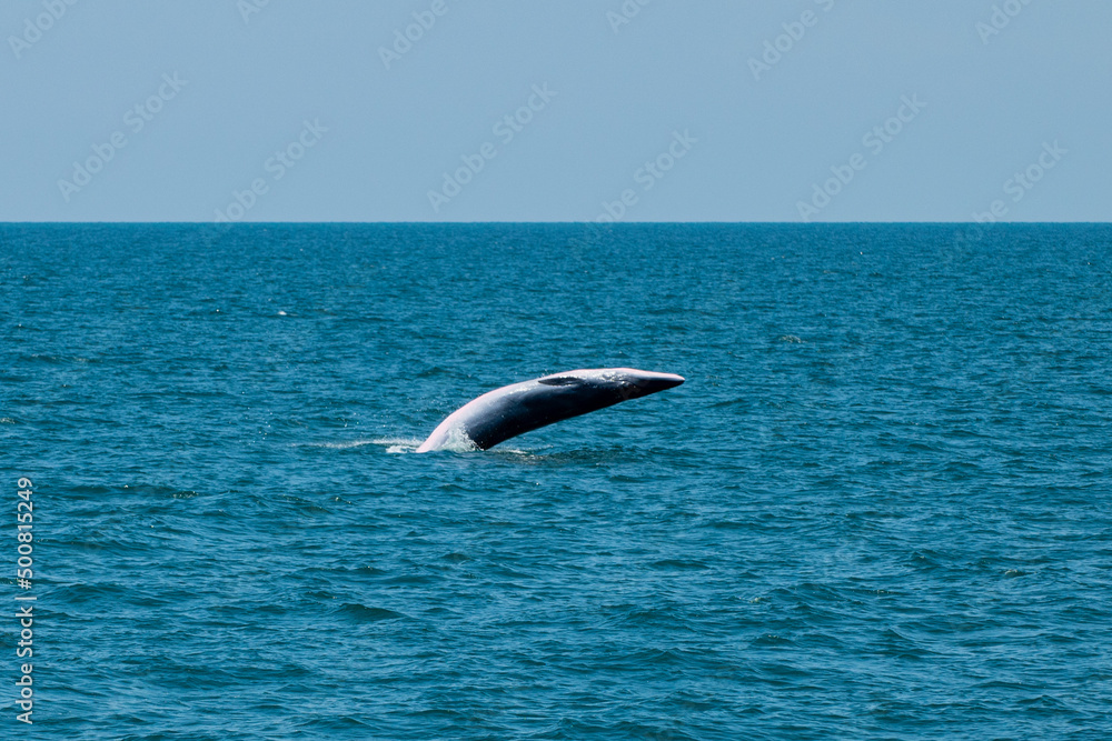 Fototapeta premium bruda whale swimming in the sea