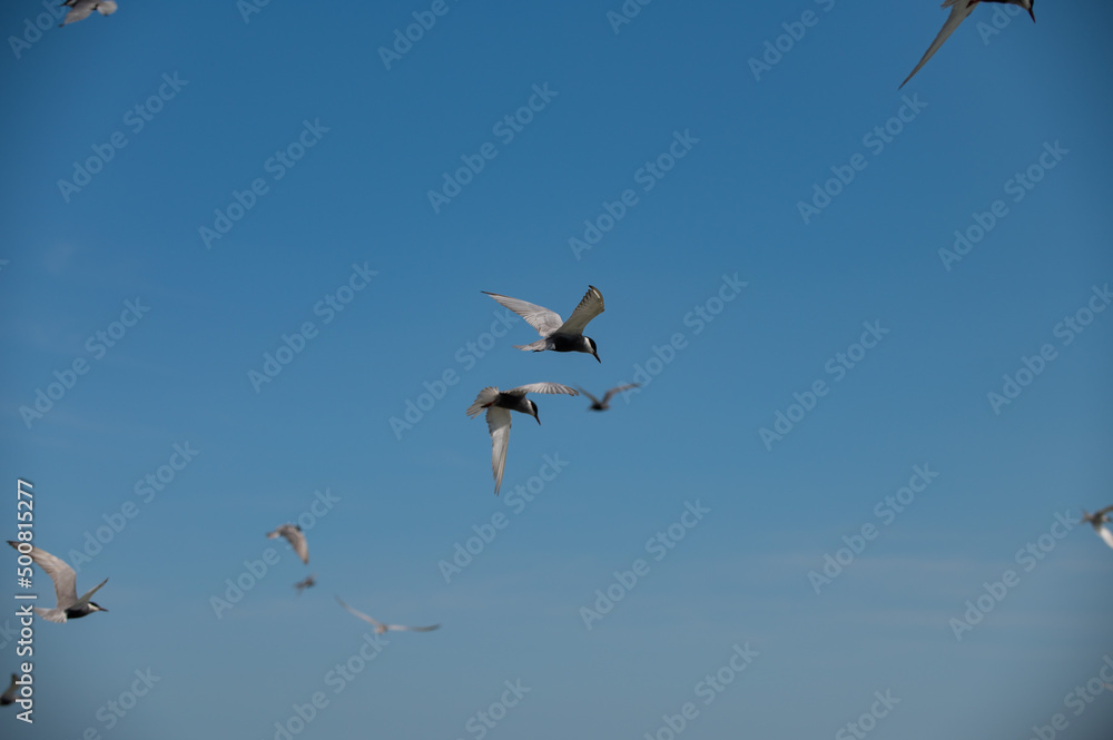 Fototapeta premium seagull flying in the sky