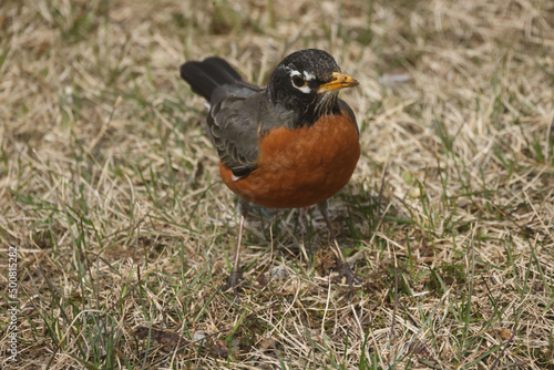 Robins in spring on lawn growing grass, and some are pulling up worms and eating them 