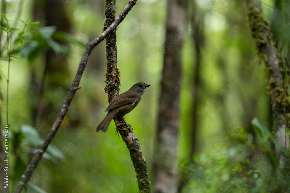 bird on a branch in the national park in tasmania australia. bird on a branch in the national park in tasmania australia.