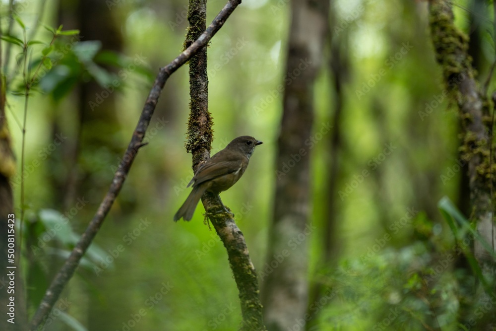 bird on a branch in the national park in tasmania australia. bird on a branch in the national park in tasmania australia.