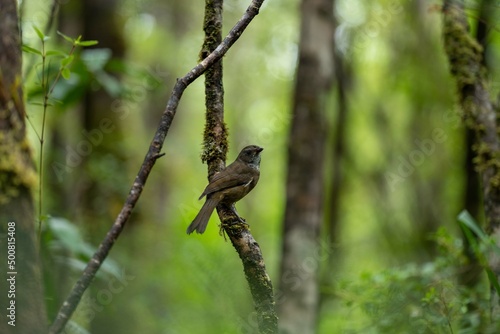 bird on a branch in the national park in tasmania australia.