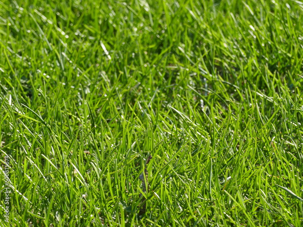 green grass background green grass background