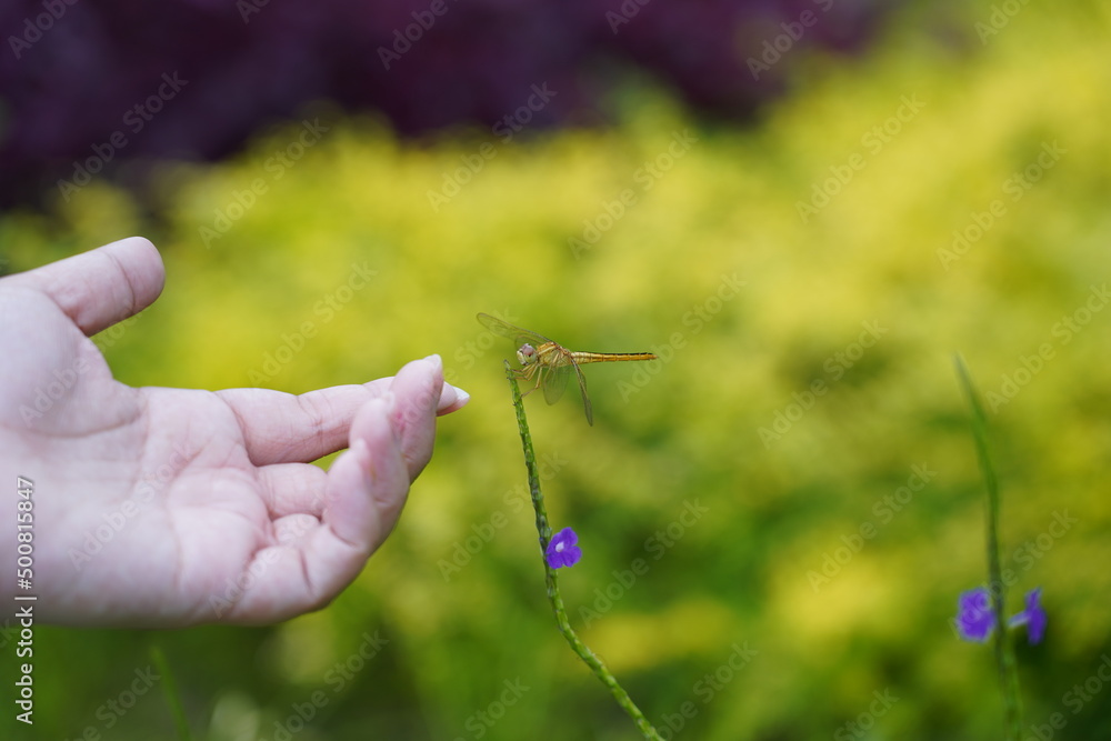 dragonfly on a green grass with hand dragonfly on a green grass with hand