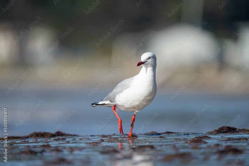 sea birds on the beach in hobart, tasmania, australia sea birds on the beach in hobart, tasmania, australia