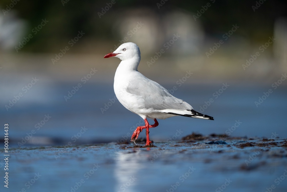 sea birds on the beach in hobart, tasmania, australia sea birds on the beach in hobart, tasmania, australia
