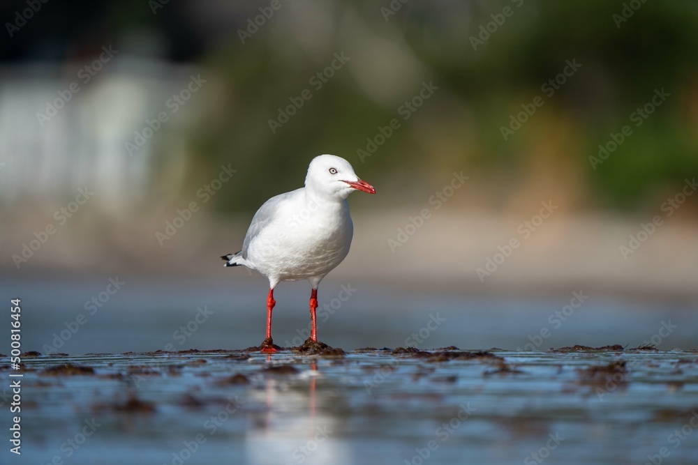 sea birds on the beach in hobart, tasmania, australia sea birds on the beach in hobart, tasmania, australia