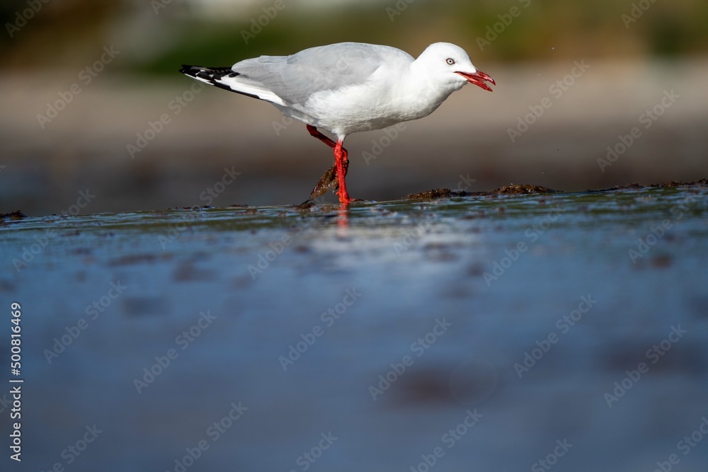 sea birds on the beach in hobart, tasmania, australia sea birds on the beach in hobart, tasmania, australia