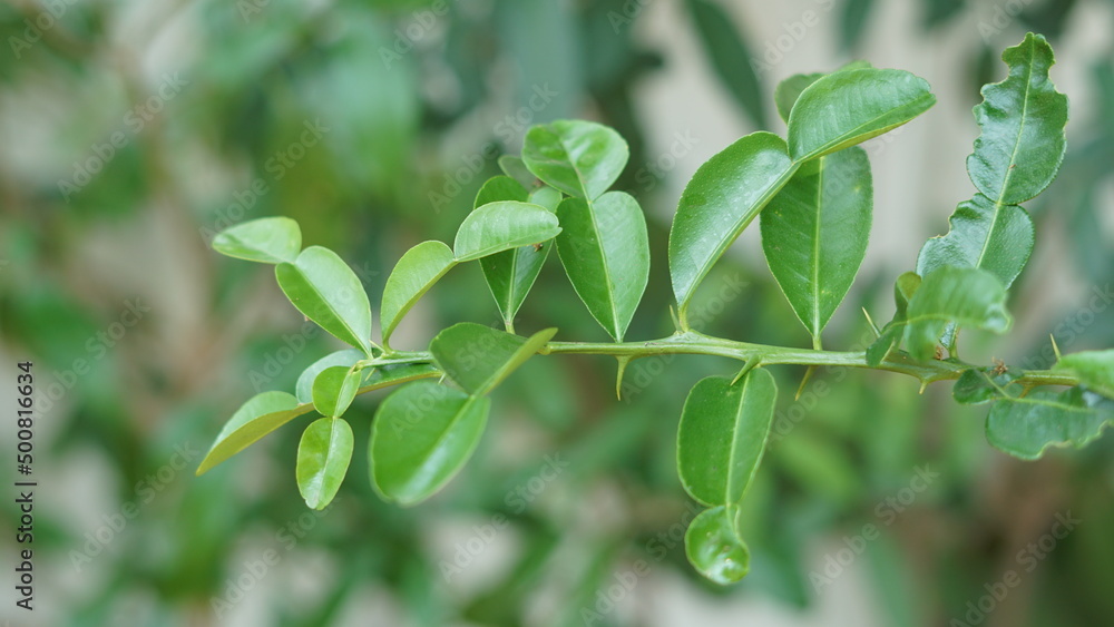 Bergamot Thai fruits are fragrant and sour, Use leaves and fruits in cooking Thai food. Bergamot Thai fruits are fragrant and sour, Use leaves and fruits in cooking Thai food.