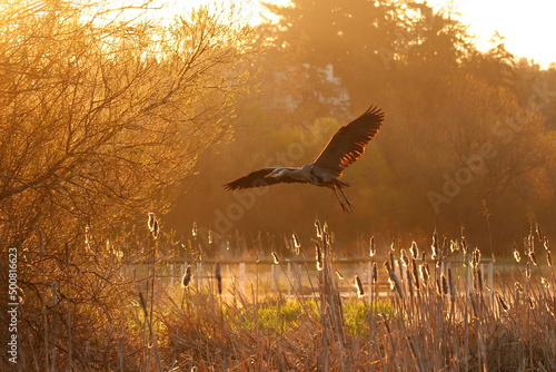 Φωτογραφία One Great Blue Heron flying low above reeds in golden sunrise light