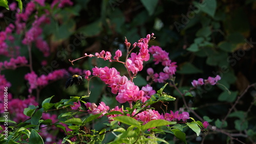 Puang Chompoo, Pink Chain of love flowers, Coral Vine or Antigonon leptopus Hook flower. photo