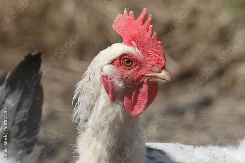 Domestic chicken, rooster and hen on spring day