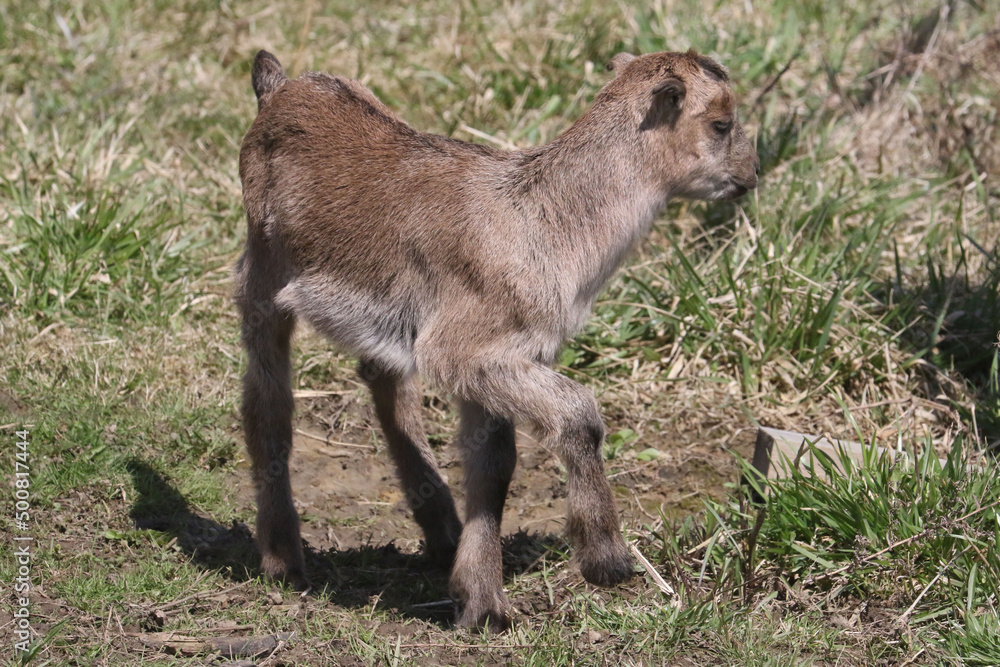 La Mancha baby goats playing in a spring pasture. They are very small ear flaps and are mulitcoloured La Mancha baby goats playing in a spring pasture. They are very small ear flaps and are mulitcoloured