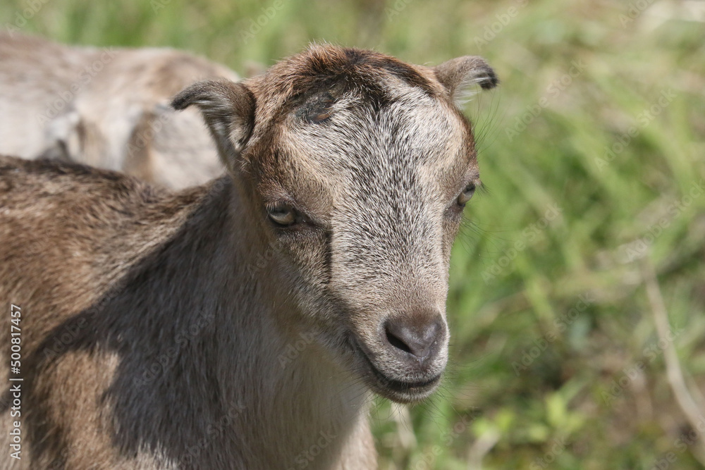 La Mancha baby goats playing in a spring pasture. They are very small ear flaps and are mulitcoloured