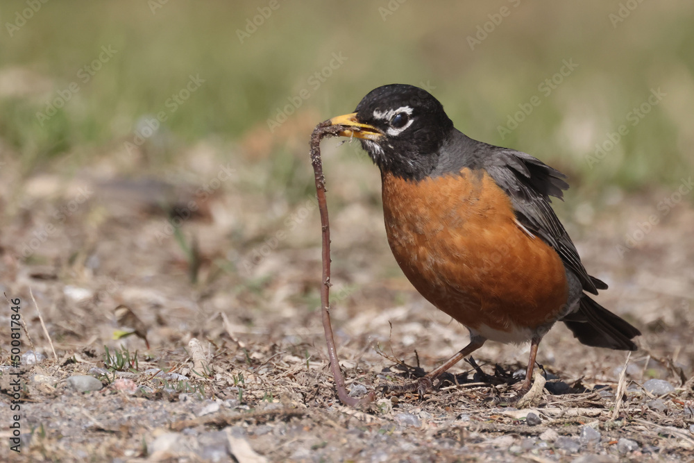 Robins in spring on lawn growing grass, and some are pulling up worms and eating them
Robins in spring on lawn growing grass, and some are pulling up worms and eating them