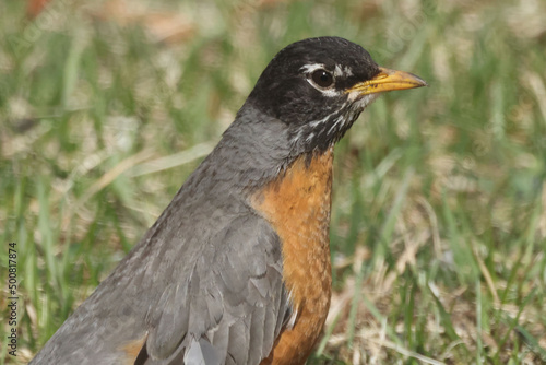 Robins in spring on lawn growing grass, and some are pulling up worms and eating them 