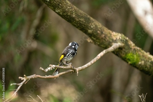 The New Holland Honeyeater common on the southern coasts of Australia, and in tasmania