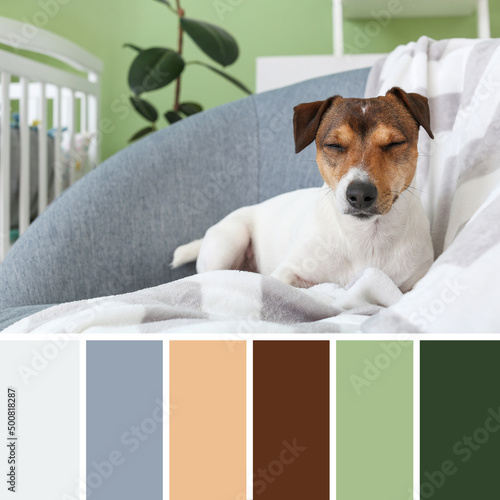 Cute dog lying in armchair at home. Different color samples © Pixel-Shot
