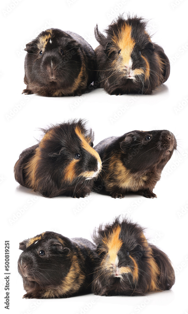 Fototapeta premium Set of cute guinea pigs isolated on white