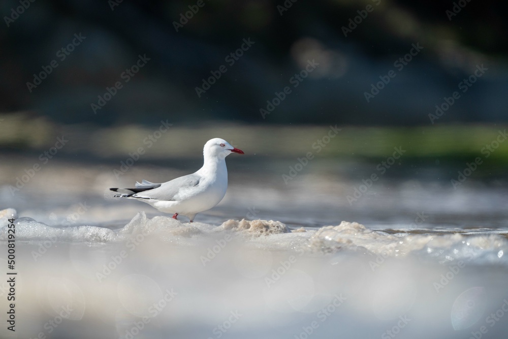 sea gull on a beach in hobart, tasmania, australia sea gull on a beach in hobart, tasmania, australia