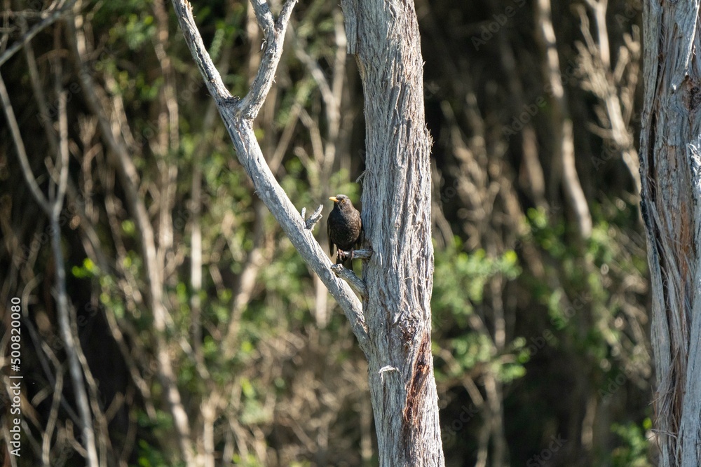 Bird in a clothe in tasmania, australia Bird in a clothe in tasmania, australia