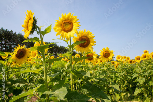 Sunflower field of beautiful giant yellow flowers growing in a large garden