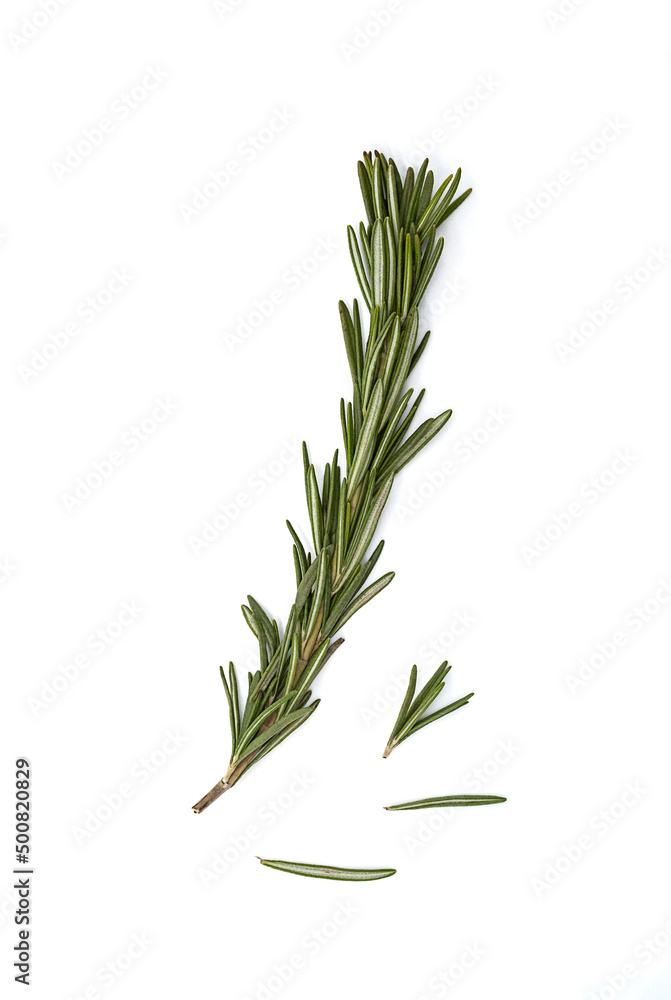 Fototapeta premium Rosemary sprig on white background. Twig of rosmarinus officinalis, close up.