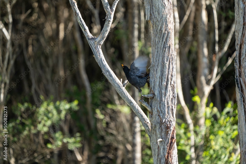 tress in australia