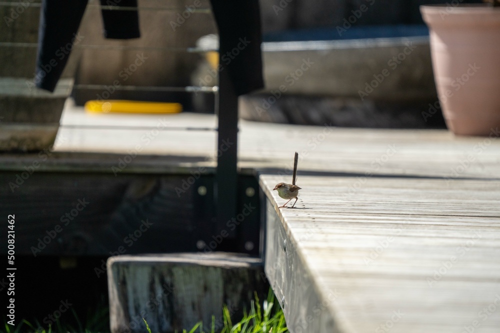 sparrow on a deck in australia