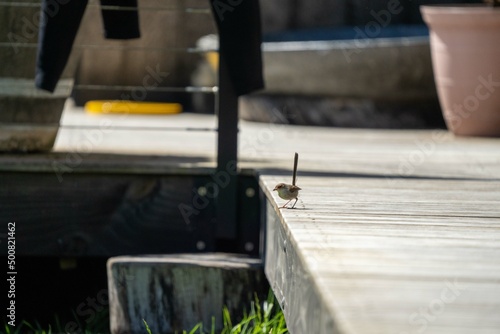 sparrow on a deck in australia