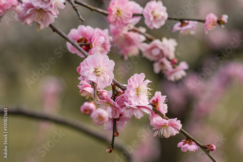 Beautiful plum blossom. Pink flowers on a branch. Early plum blossom in Japan. Flower trees in bloom. Delicate plum flowers.