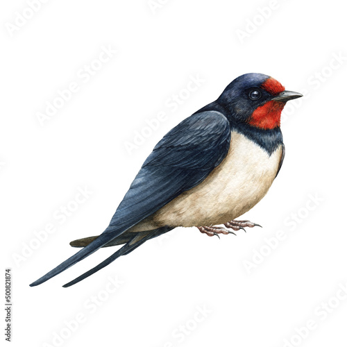 Swallow bird realistic image. Watercolor illustration. Hand drawn barn swallow on white background. Small common bird image. Beautiful wildlife avian