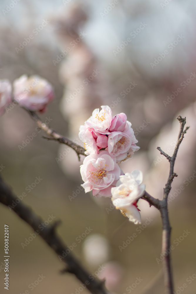 Pink plum blossoms in full bloom are shining brilliantly in the sunlight through the trees at Osaka pref. Pink plum blossoms in full bloom are shining brilliantly in the sunlight through the trees at Osaka pref.