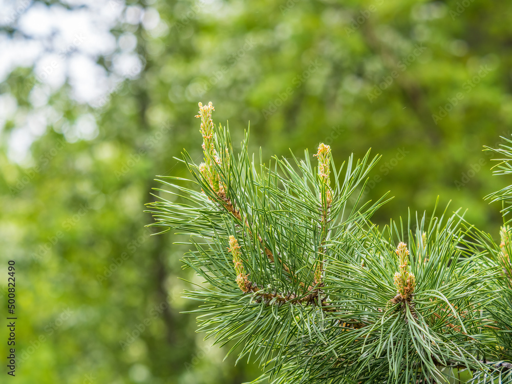 Cedar branches with long fluffy needles with a beautiful blurry background. Cedar branches with fresh shoots in spring. Cedar branches with long fluffy needles with a beautiful blurry background. Cedar branches with fresh shoots in spring.