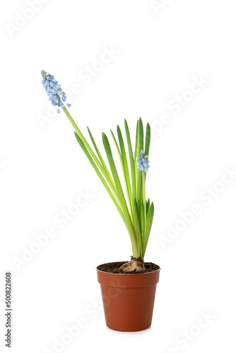 Pot with blooming grape hyacinth plant (Muscari) isolated on white