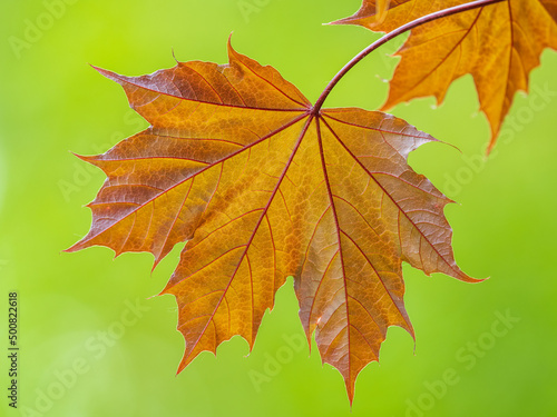 Tree branch with dark red leaves, Acer platanoides, the Norway maple Crimson King. Red Maple acutifoliate Crimson King, young plant with green background.